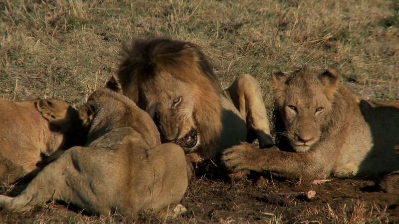 Lions