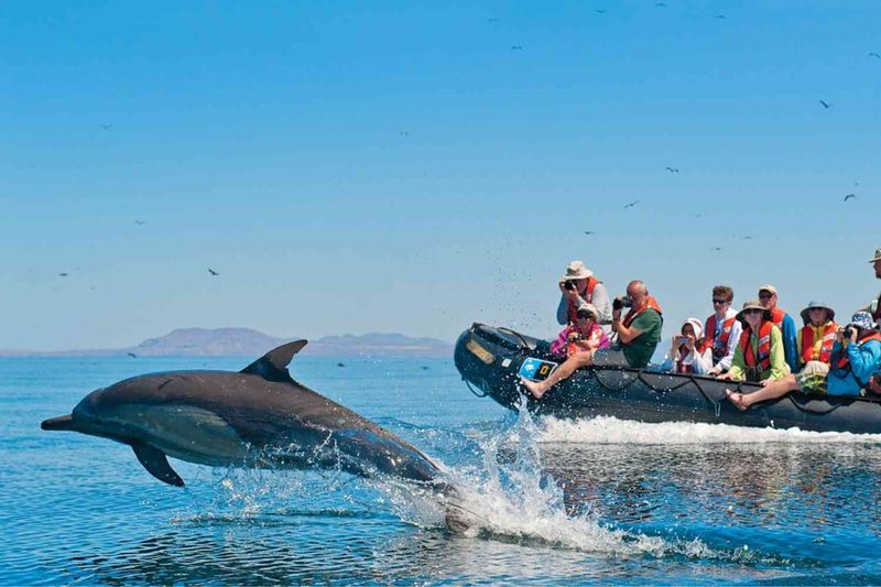 Dolphin