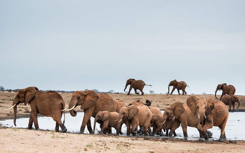 Elephant Herd Leaders