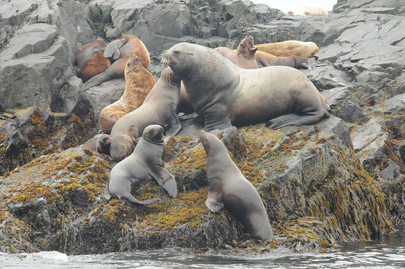 Stellar Sea Lion