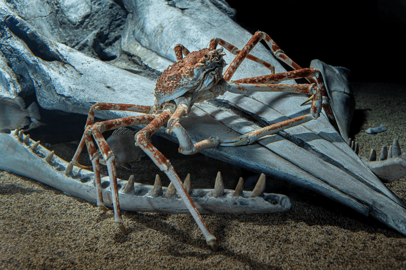 Japanese Spider Crab