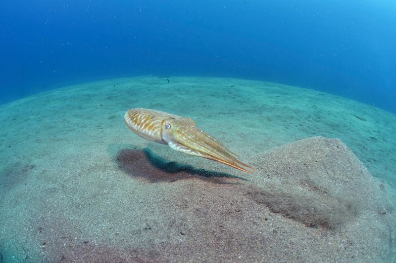 Cuttlefish