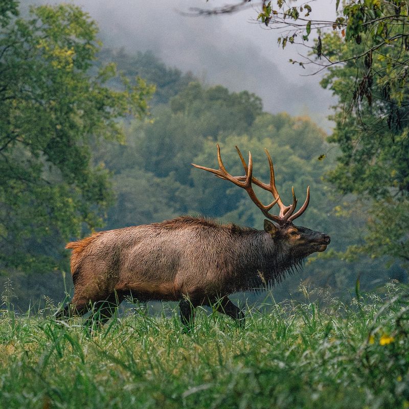 Arkansas