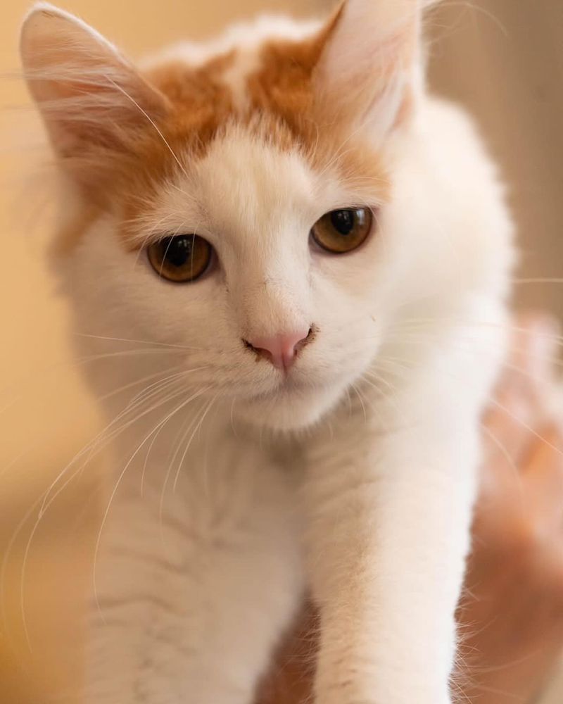 Turkish Van