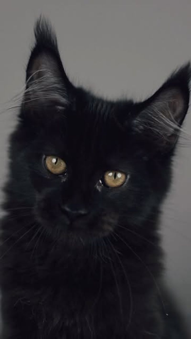 Maine Coon (Black Variant)