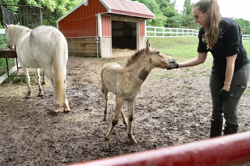 Marat: The Orphaned Foal