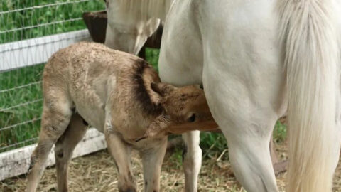 Orphaned Wild Foal Rejected at Birth—Then a Grieving Mare Did the