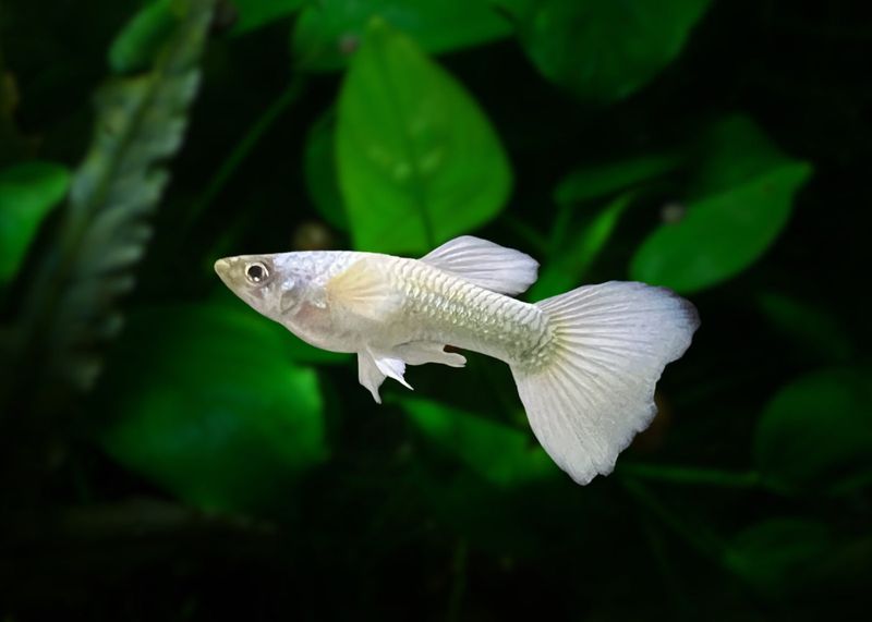 Guppy
