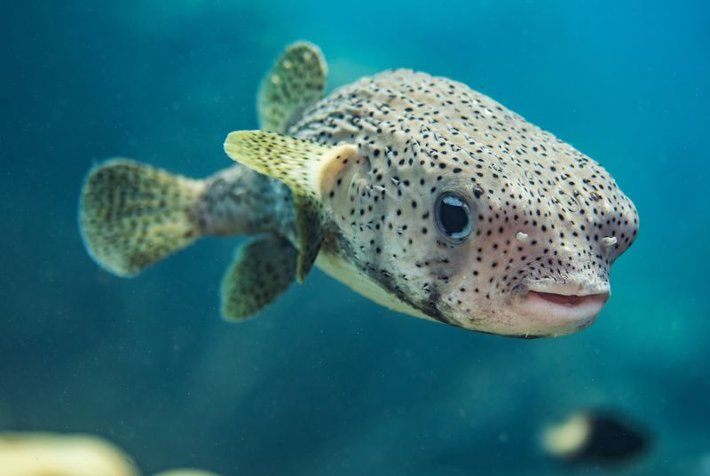 Pufferfish Playfulness