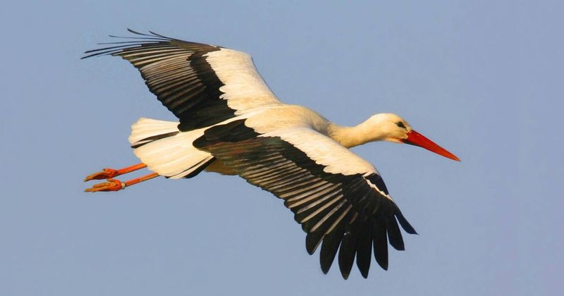 White Stork