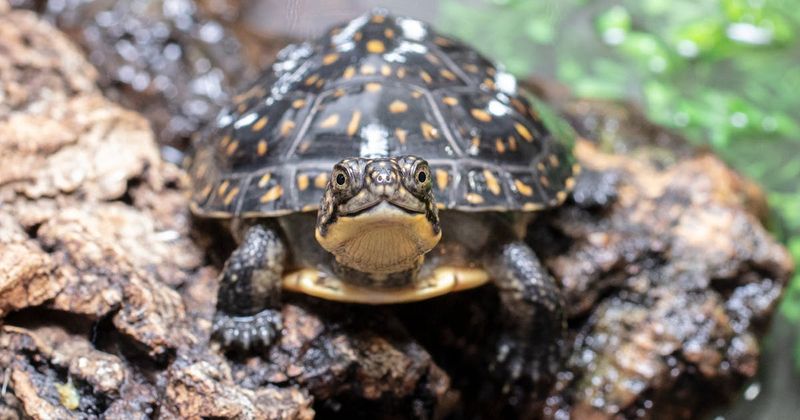 Blanding’s Turtle
