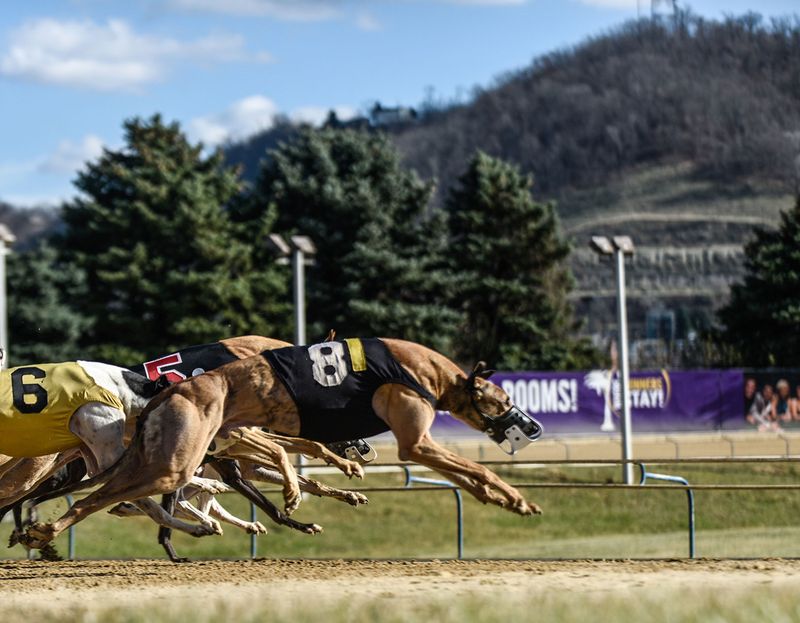 Greyhound