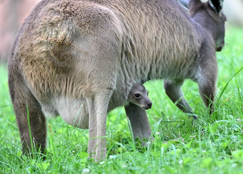 Kangaroo Joey
