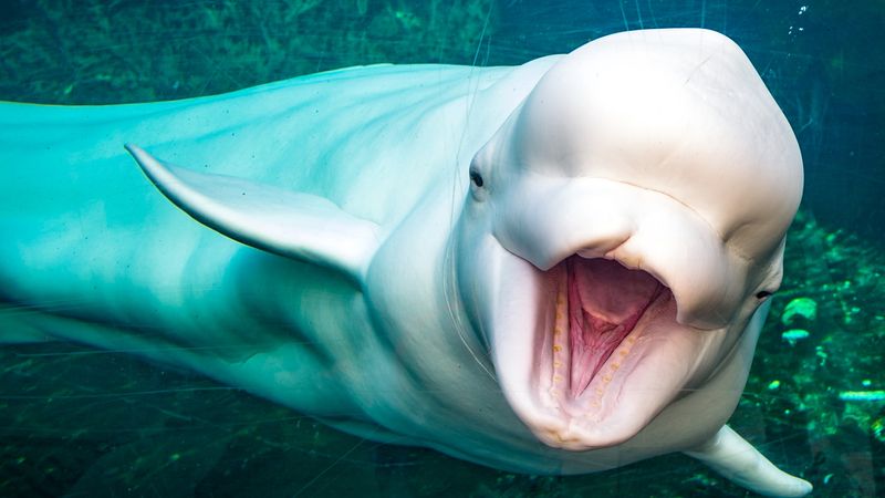 Beluga Whale