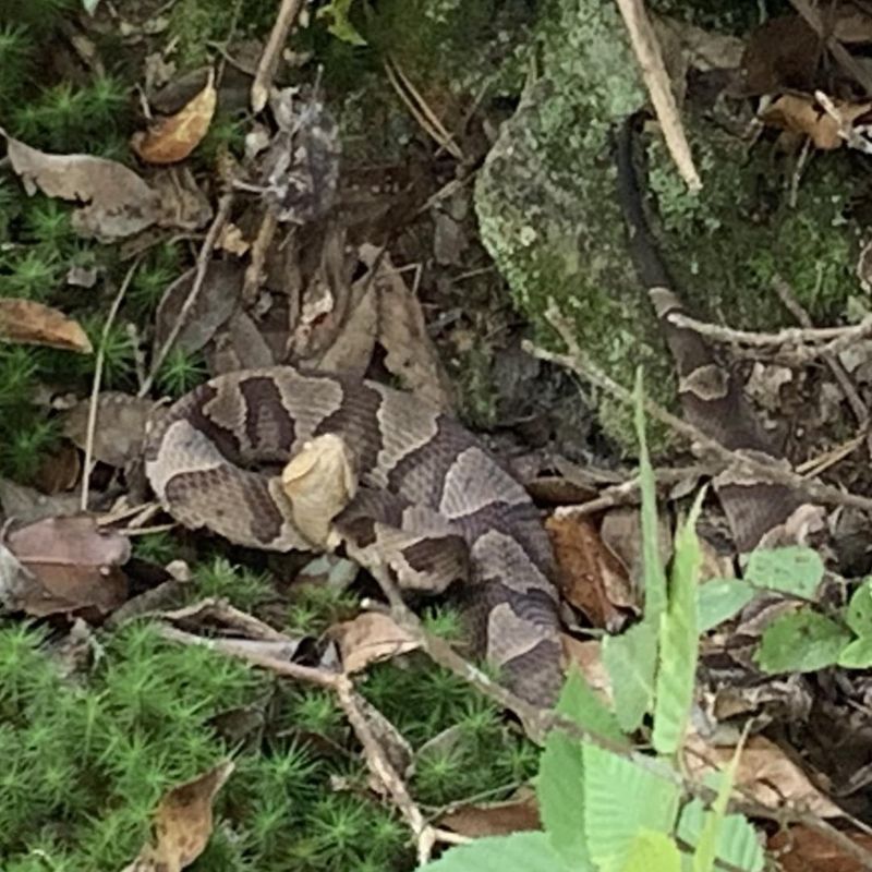 Shenandoah National Park, Virginia