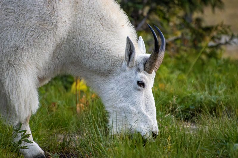 Mountain Goat