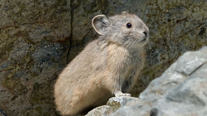 American Pika