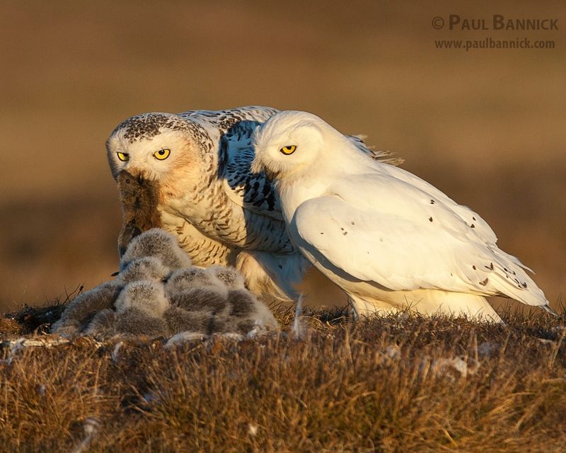 Snowy Owl