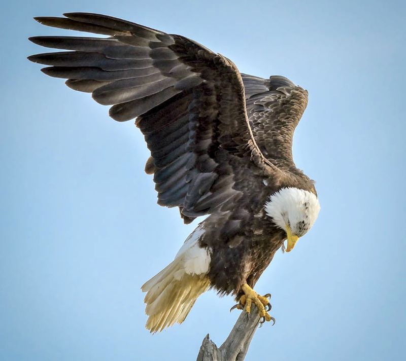 Bald Eagle