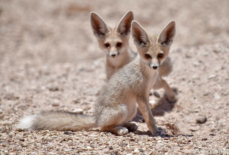 Rüppell's Fox (Vulpes rueppellii)