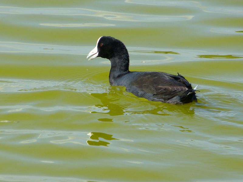 Hawaiian Coot (ʻAlae Keʻokeʻo)