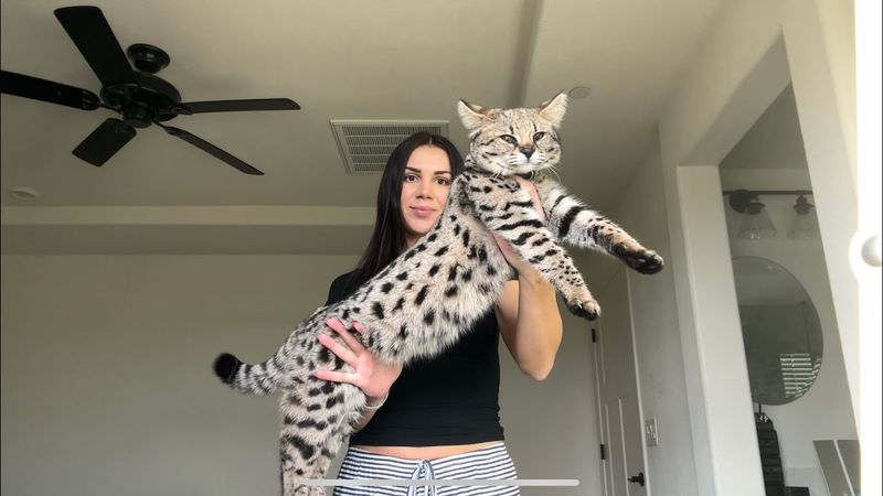Savannah Cat (F1 generation)