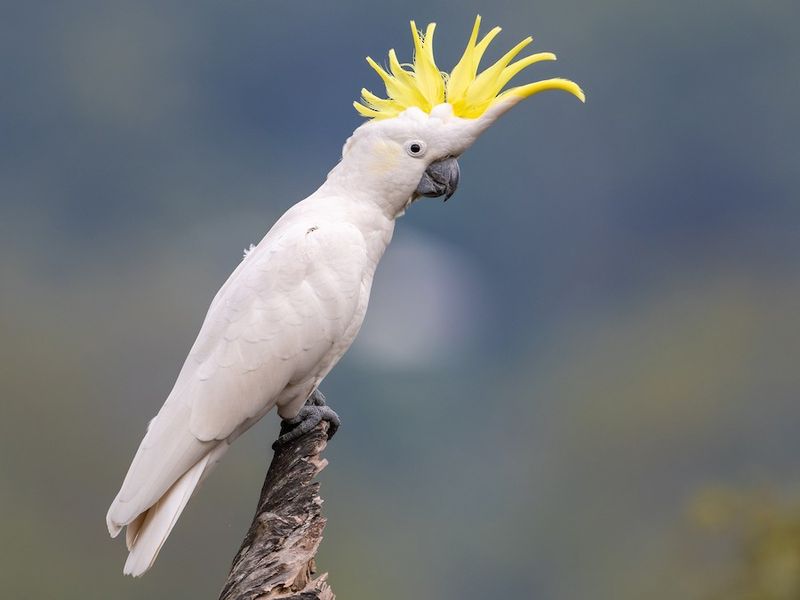 Sulphur-crested Cockatoo