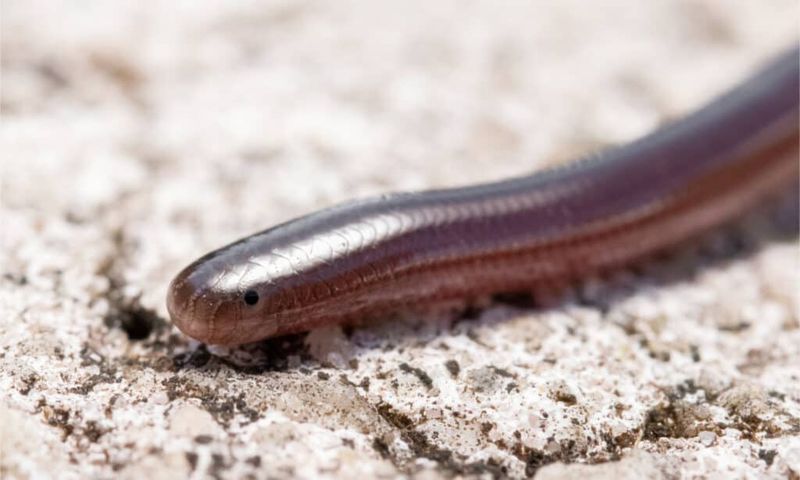 Slender Blind Snakes