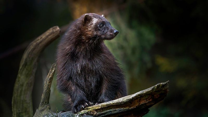 Wolverine