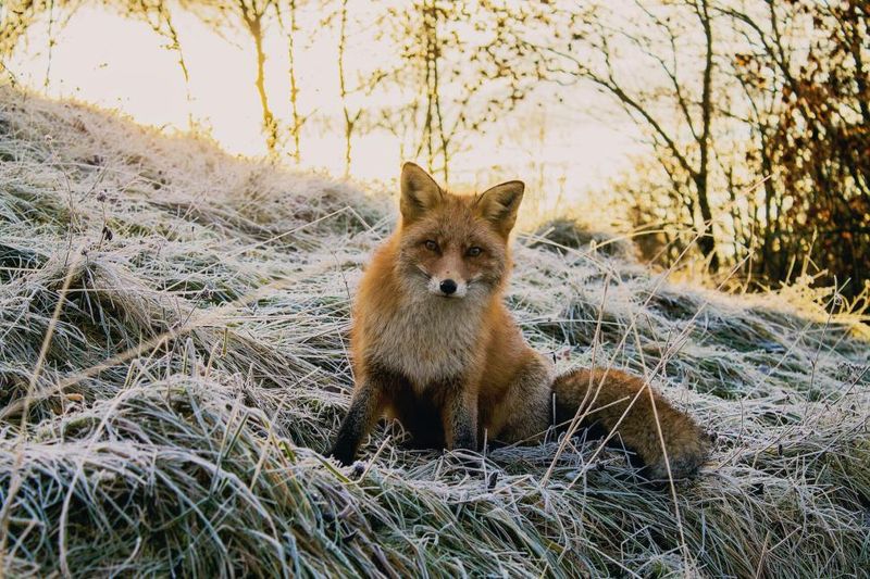 Red Fox (in rural areas)