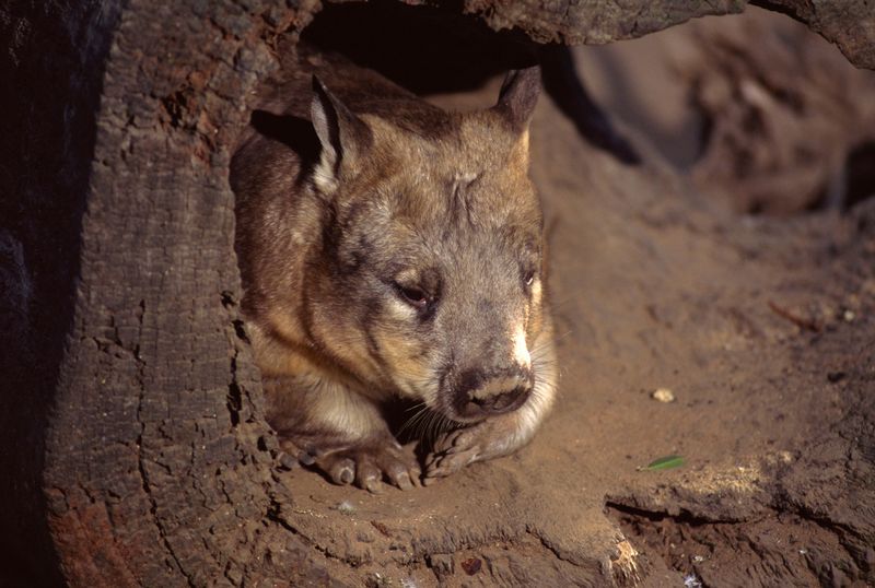 Northern Hairy-Nosed Wombat
