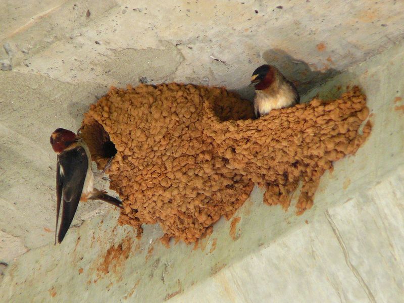 Swallow