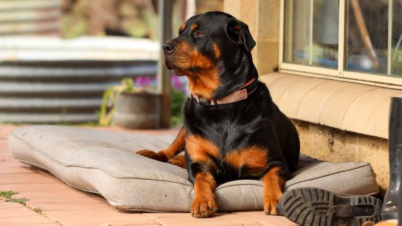 Rottweiler