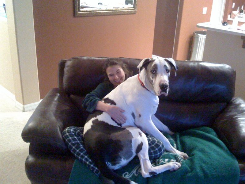 Great Dane