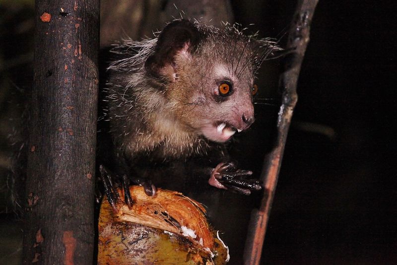 Aye-Aye
