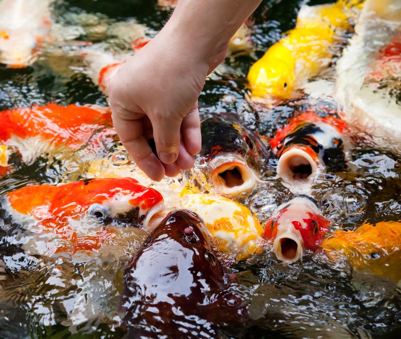 Koi Fish