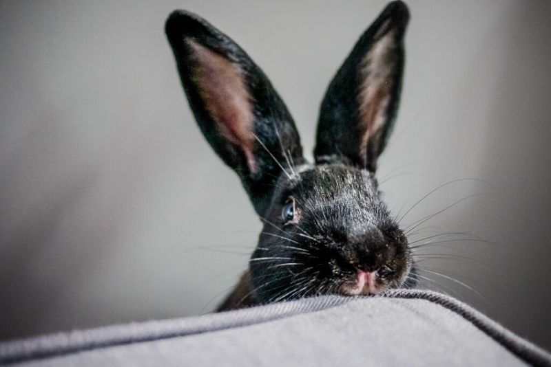 Rabbits Chewing Everything