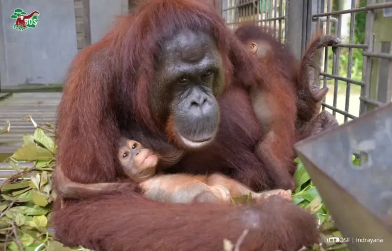 Orangutans