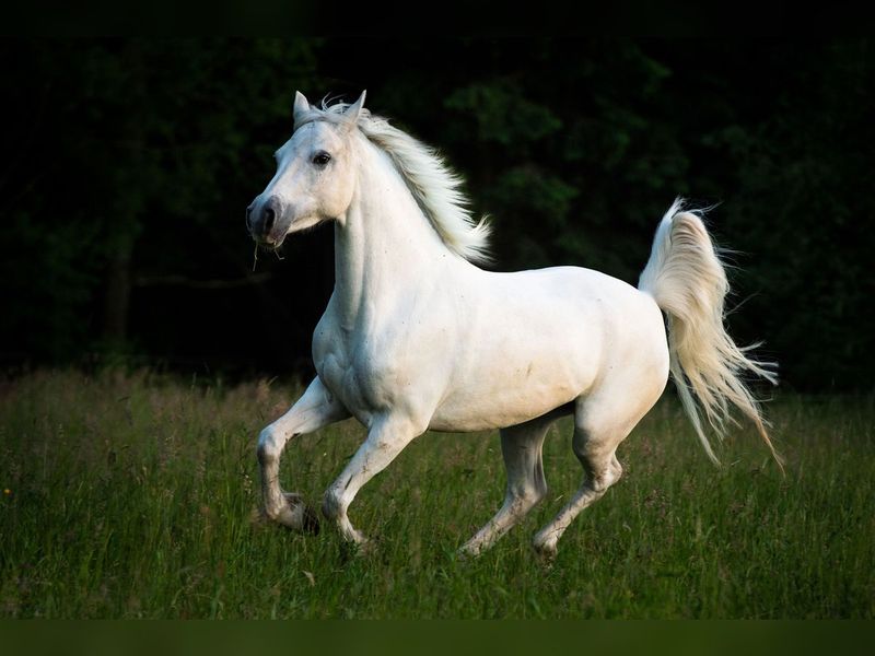 Connemara Pony