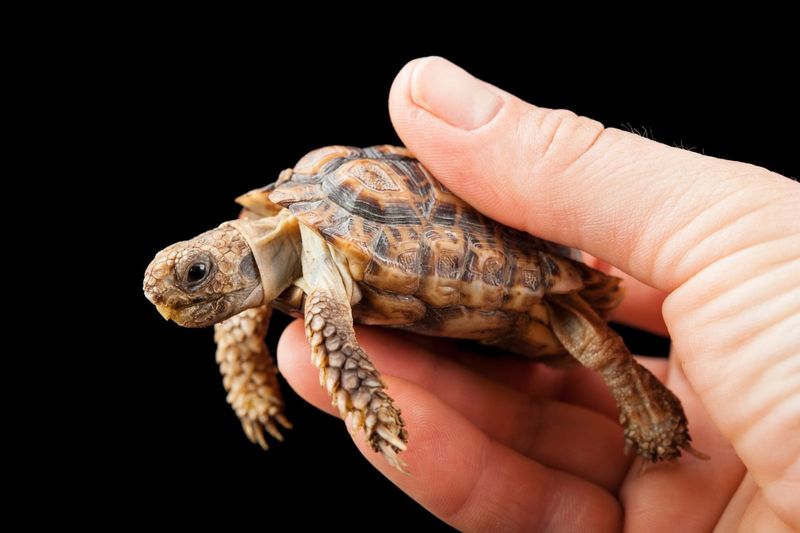 Speckled Padloper Tortoise