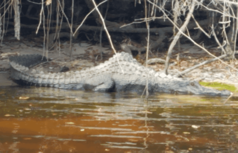 Withlacoochee River