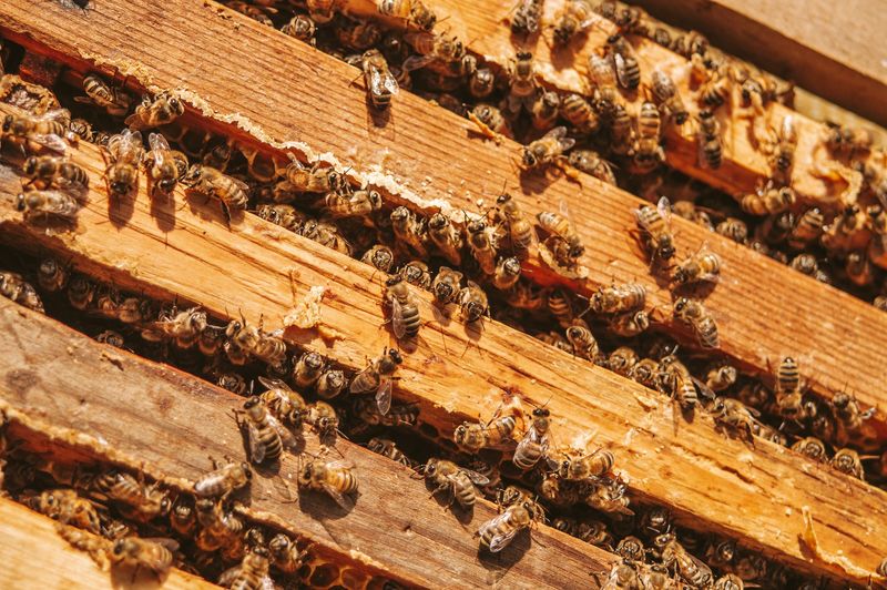 Bees' Hive Defense