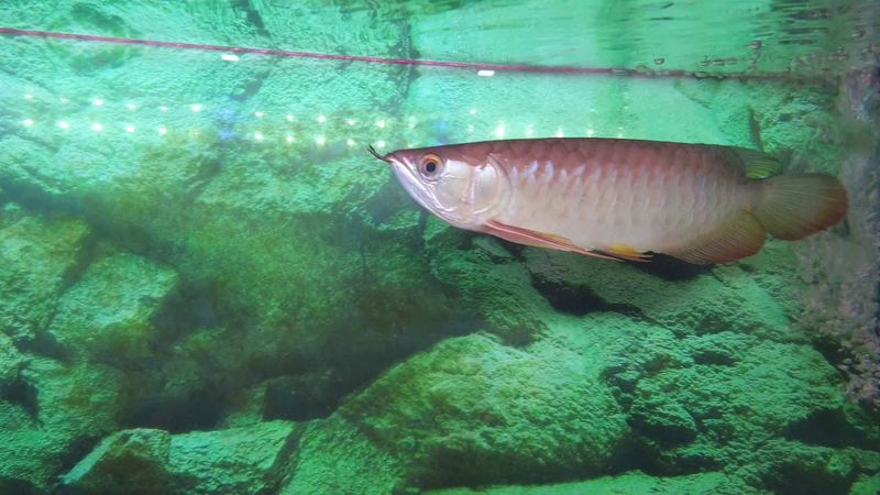 Hybrid Arowana