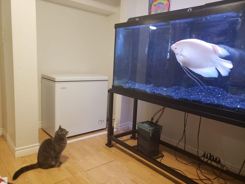 Giant Gourami