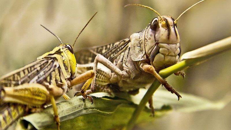 Grasshoppers