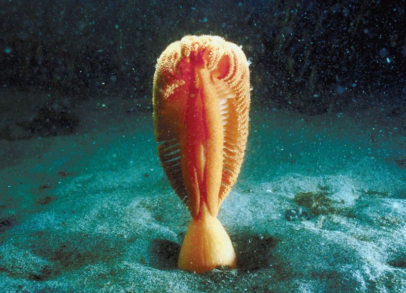 Sea Pen