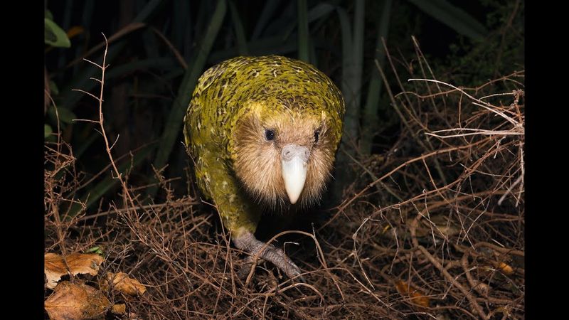 Kakapo