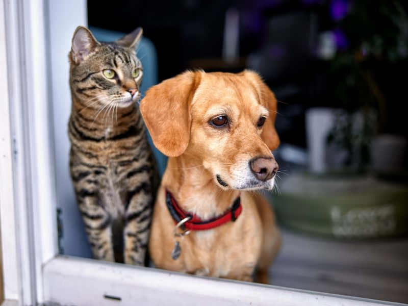 Milo & Otis