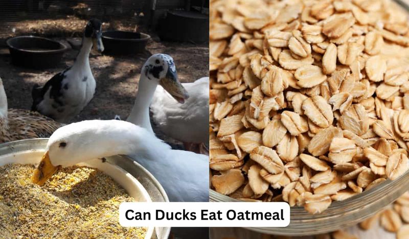 Oats (uncooked or soaked)