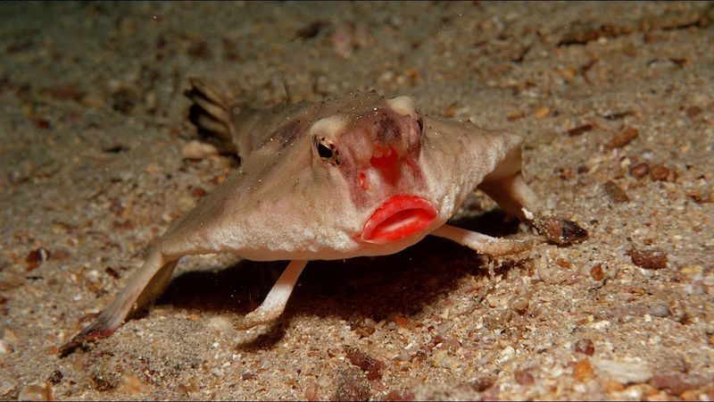 Red-Lipped Batfish